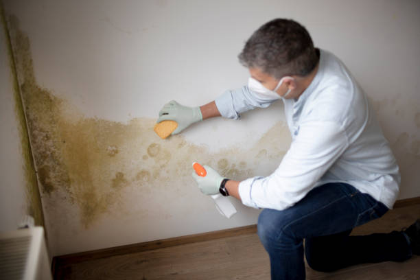Best Attic Mold Removal  in Lebanon, NH