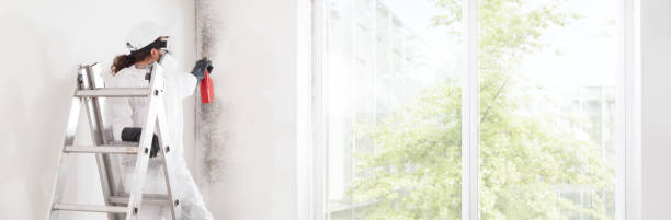 Best Black Mold Removal  in Lebanon, NH